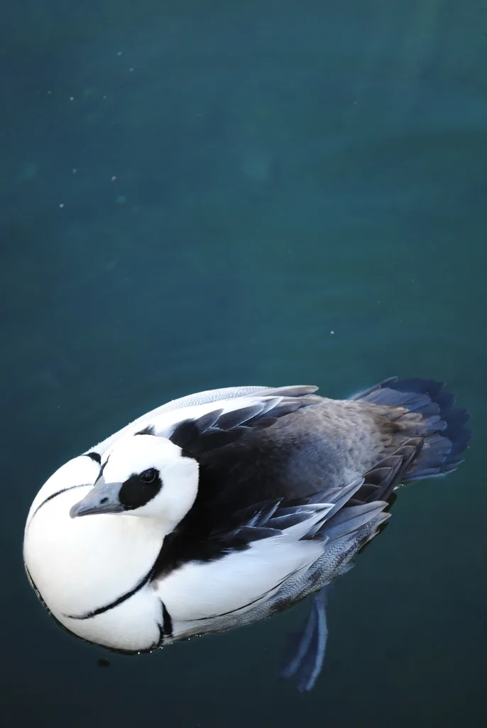斑头秋沙鸭(Mergellus albellus)