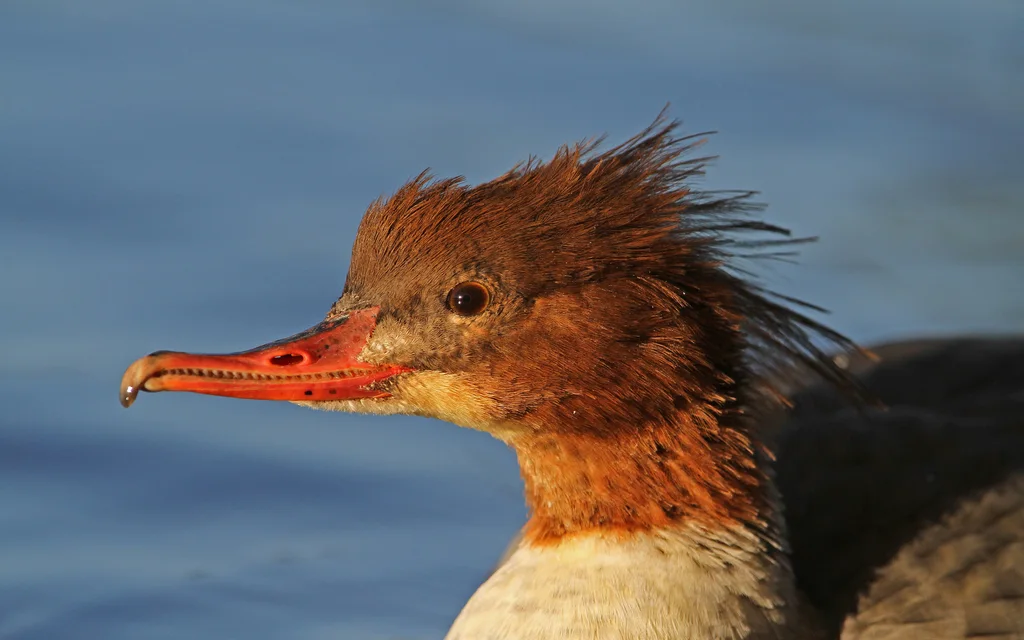 普通秋沙鸭（Mergus merganser）