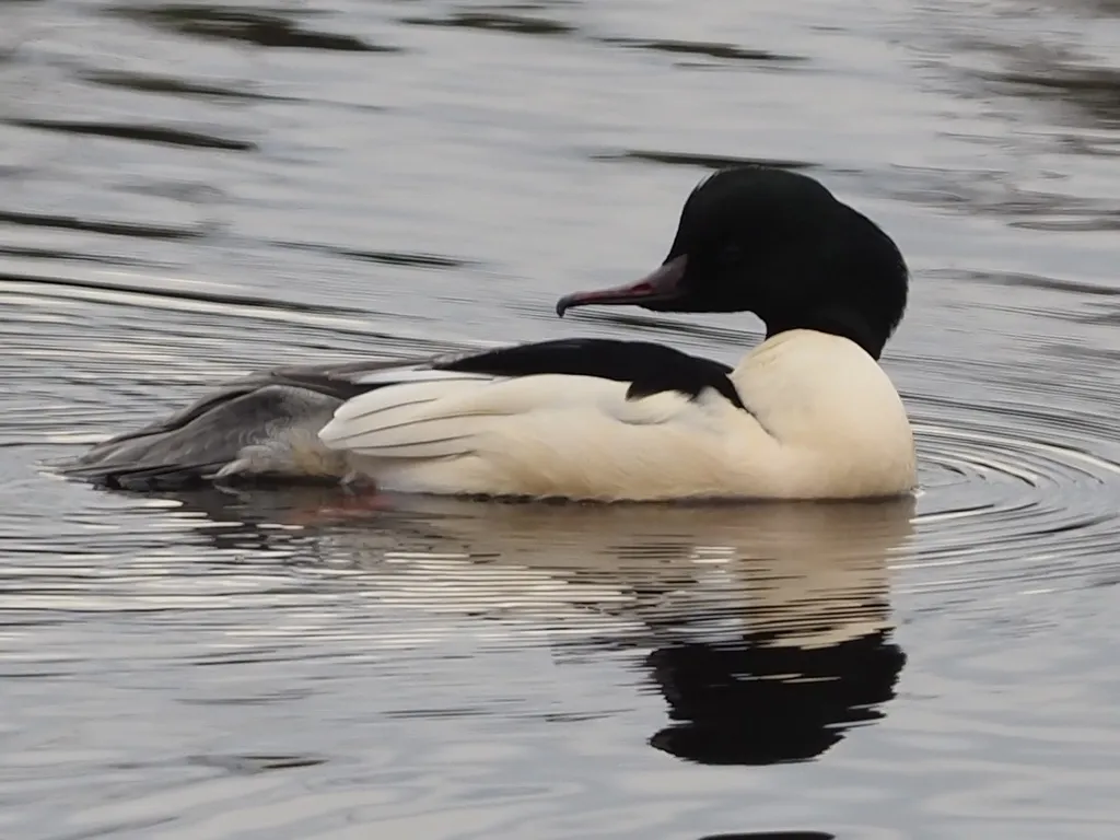 普通秋沙鸭（Mergus merganser）