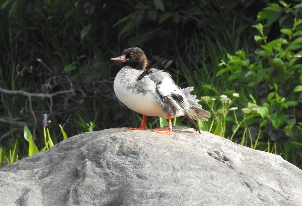 普通秋沙鸭（Mergus merganser）