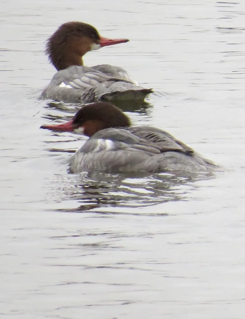普通秋沙鸭（Mergus merganser）