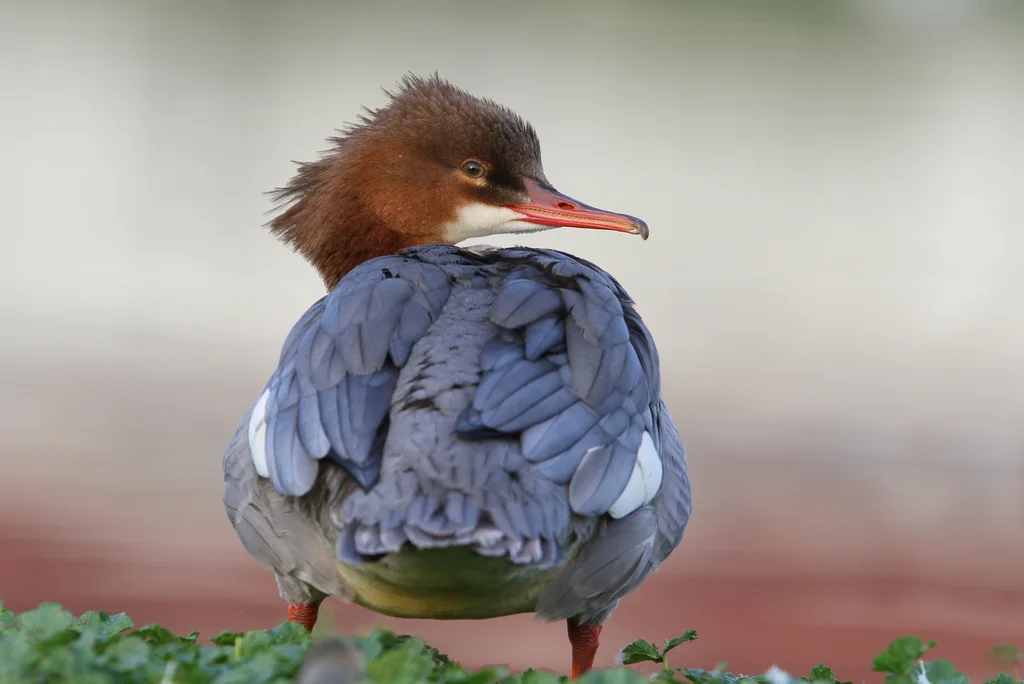 普通秋沙鸭(Mergus merganser)