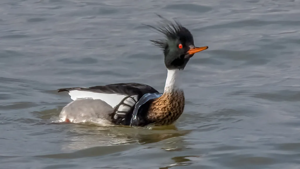 红胸秋沙鸭(Mergus serrator)
