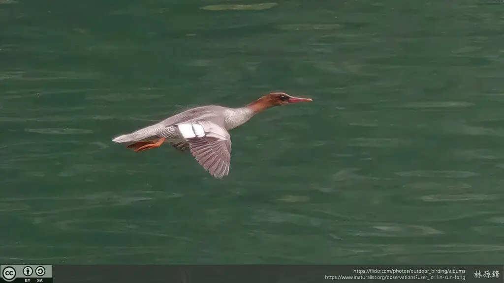 中华秋沙鸭(Mergus squamatus)