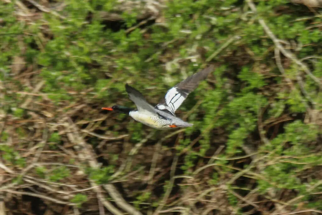 中华秋沙鸭(Mergus squamatus)