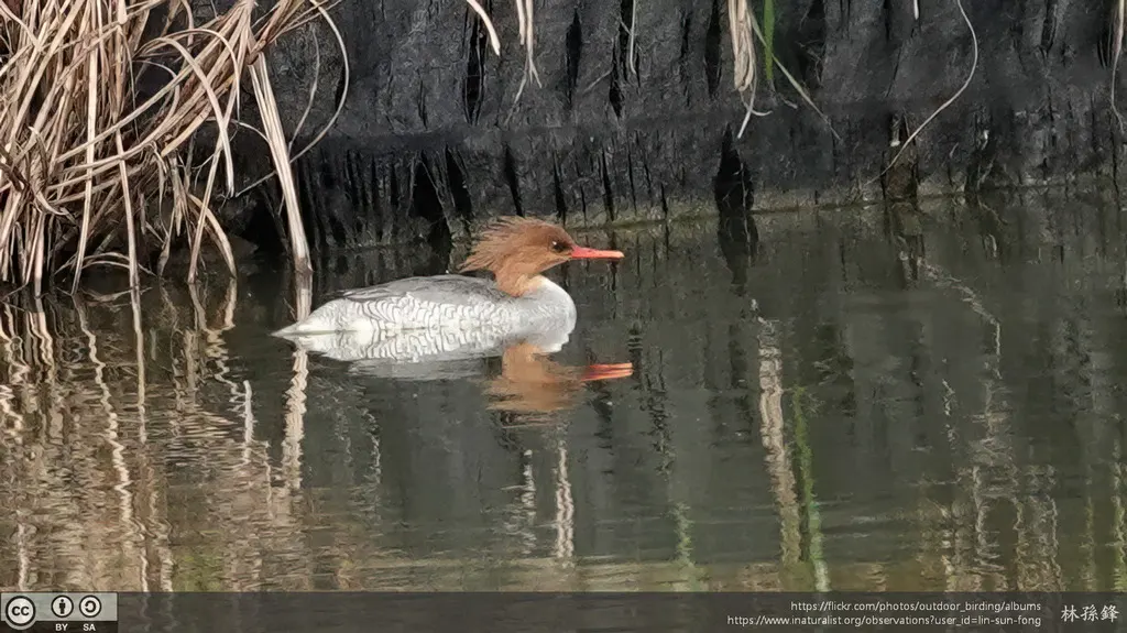 中华秋沙鸭(Mergus squamatus)