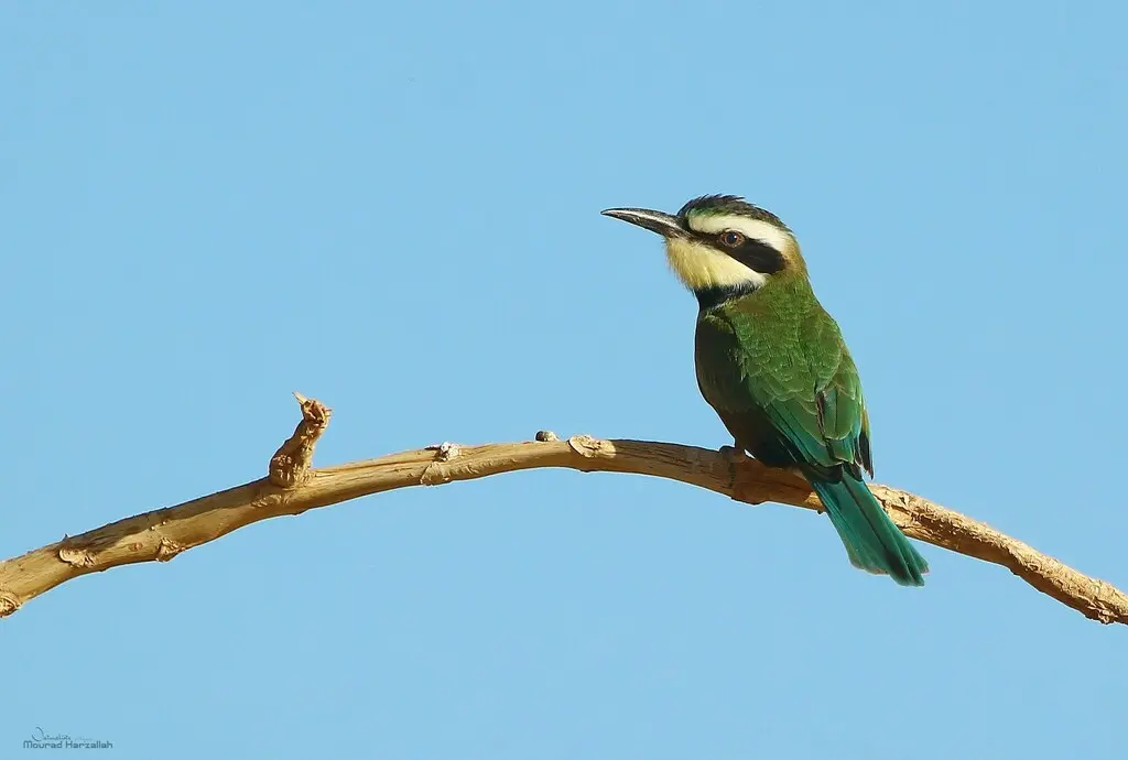 白喉蜂虎(Merops albicollis)