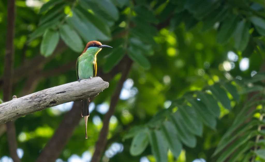 棕冠蜂虎(Merops americanus)