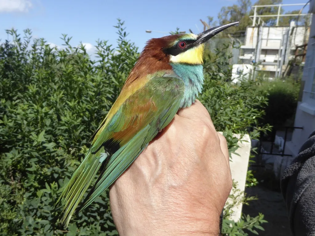 黄喉蜂虎(Merops apiaster)
