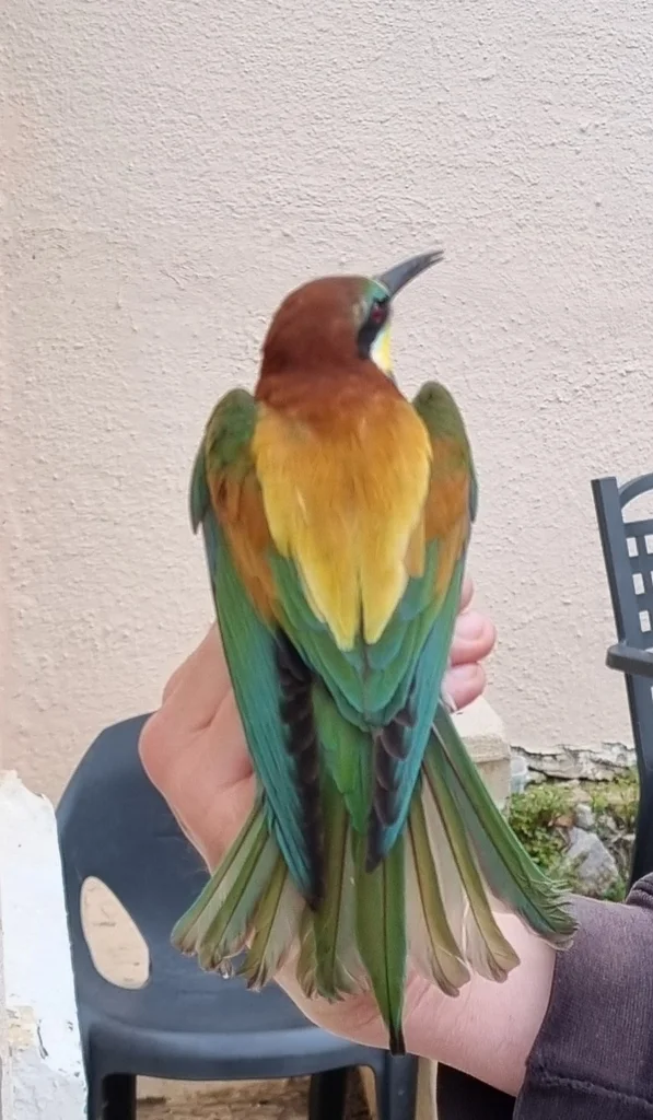 黄喉蜂虎(Merops apiaster)