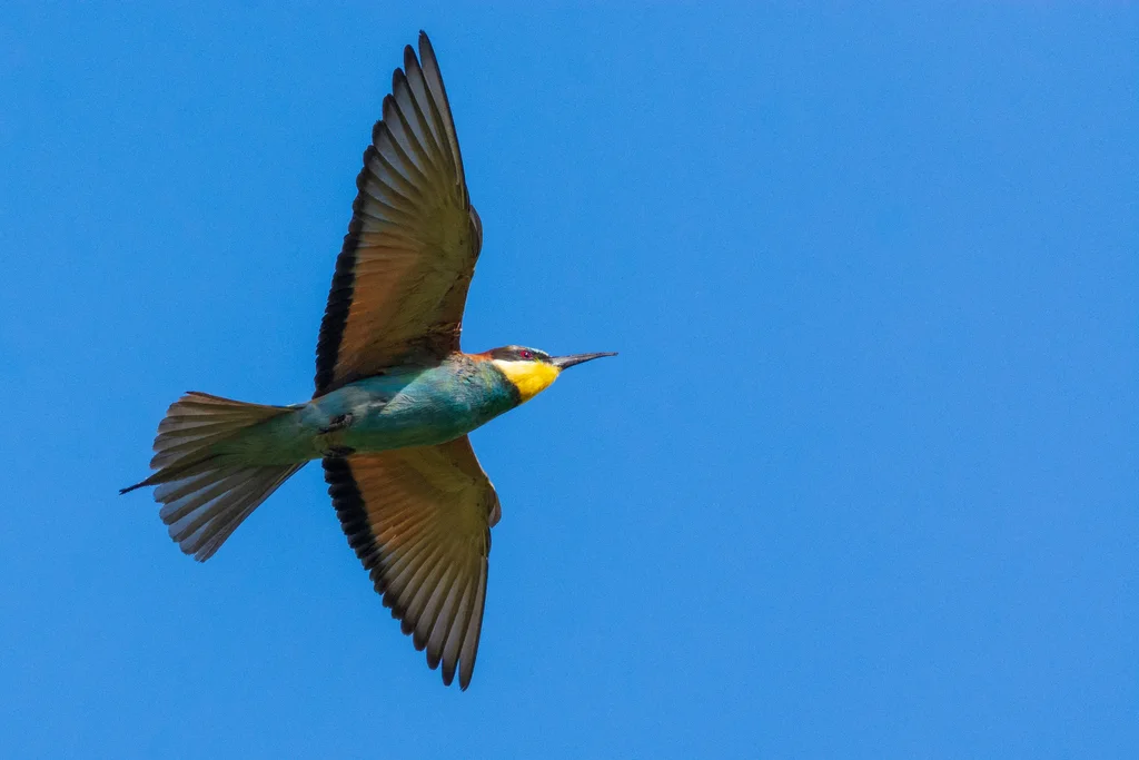 黄喉蜂虎(Merops apiaster)