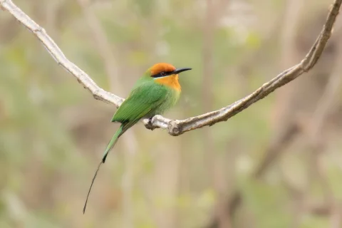 蓝领蜂虎