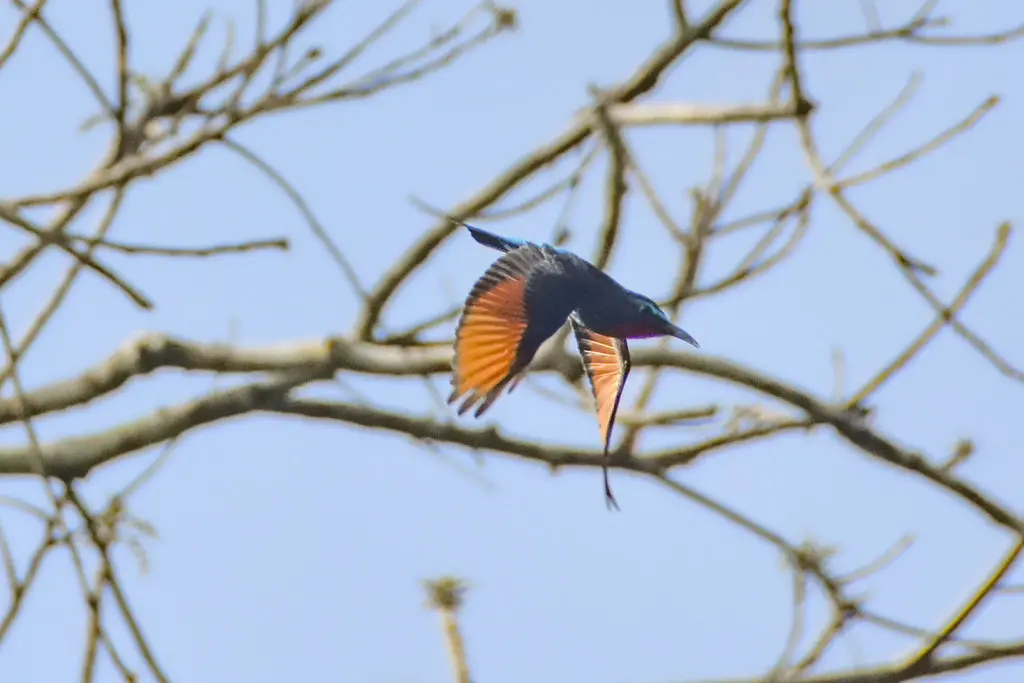 黑蜂虎(Merops gularis)