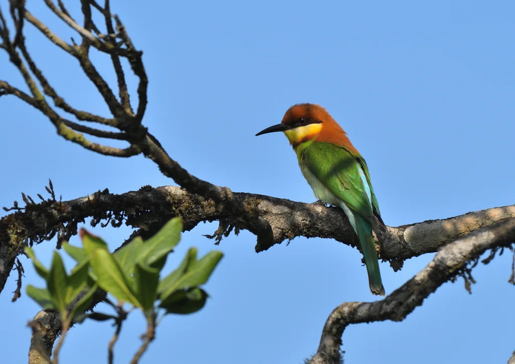 栗头蜂虎(Merops leschenaulti)