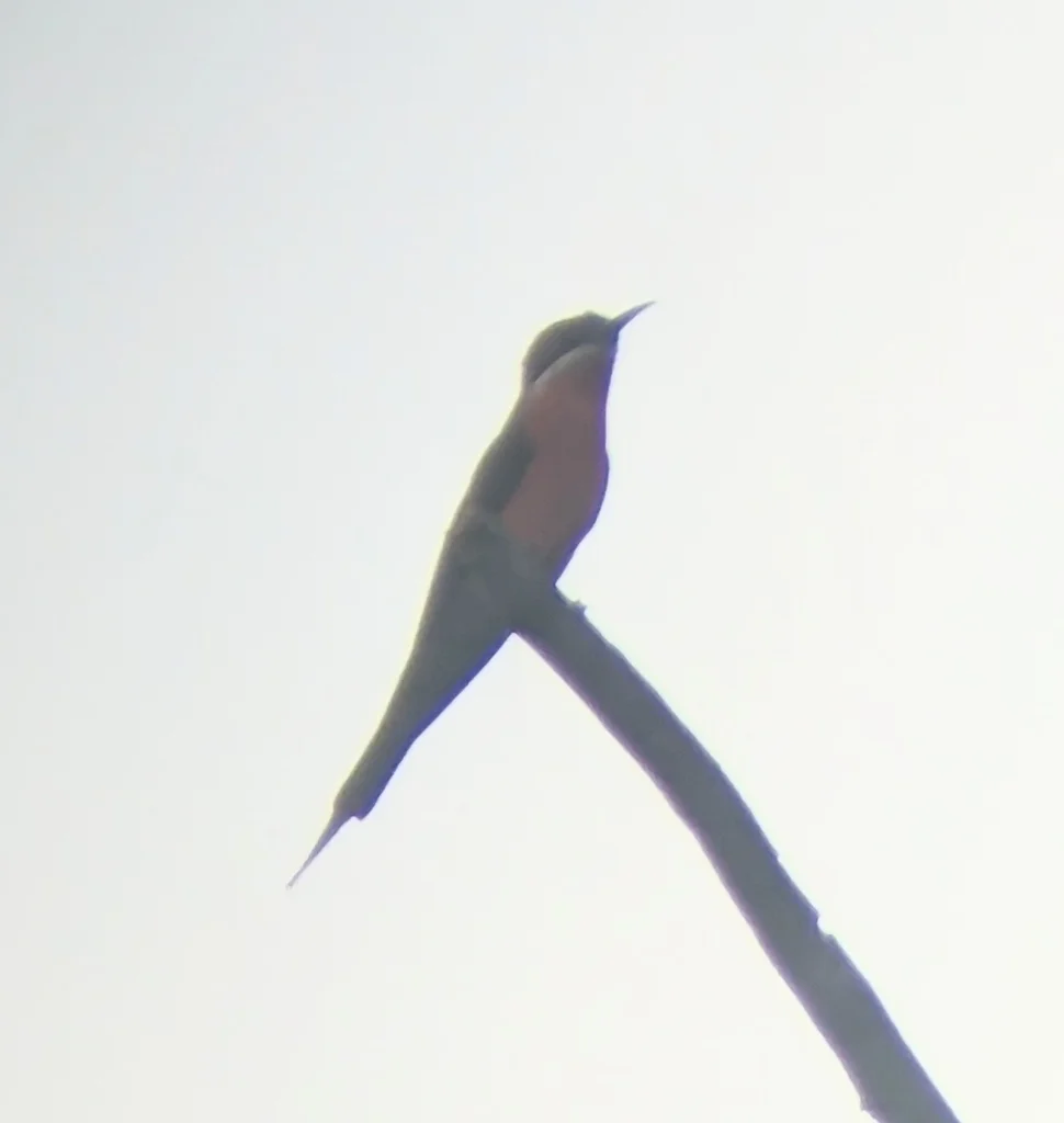 粉蜂虎(Merops malimbicus)