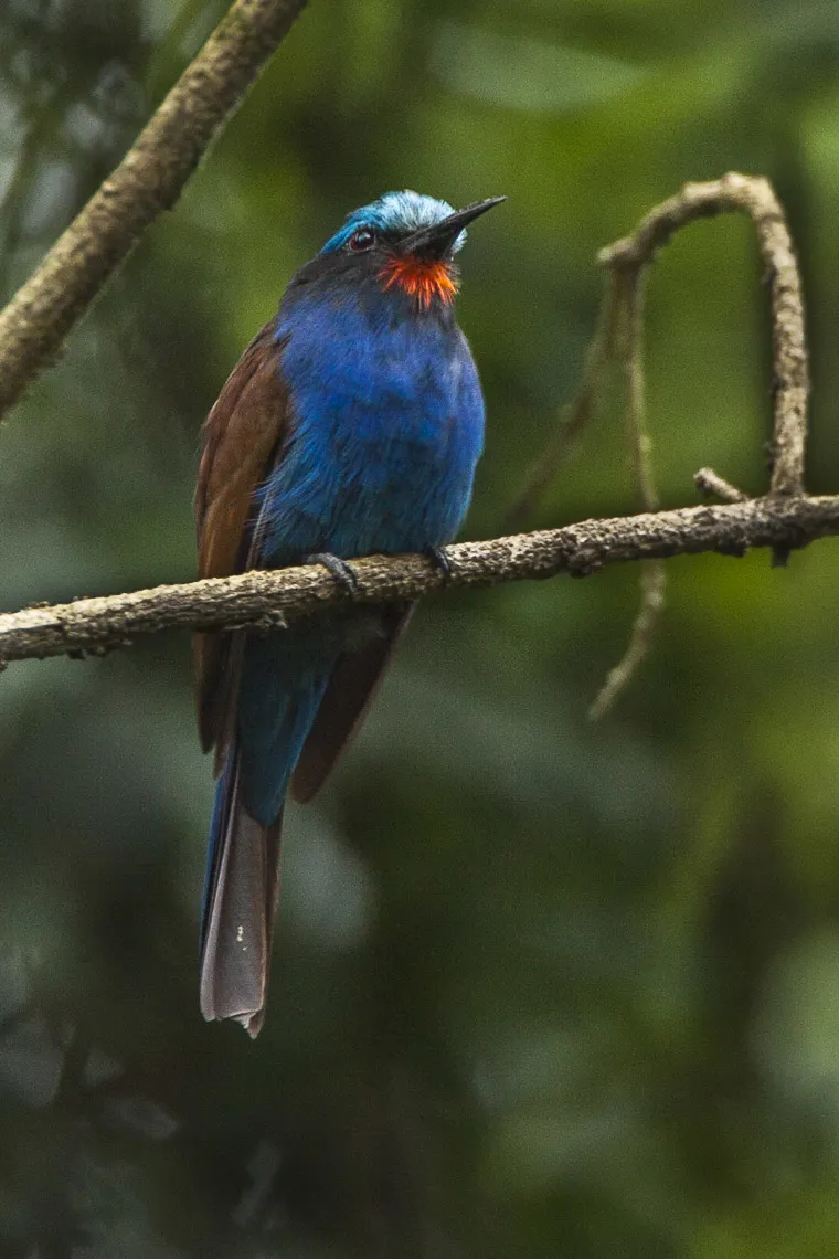 蓝须蜂虎(Merops mentalis)