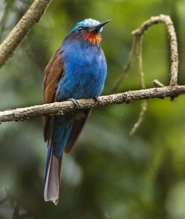 蓝头蜂虎(Merops muelleri)