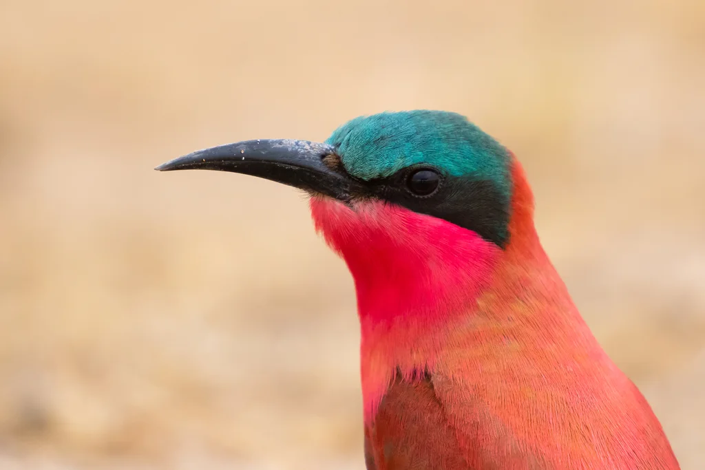 南红蜂虎(Merops nubicoides)
