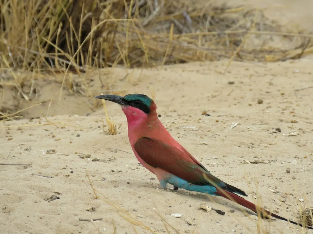 南红蜂虎(Merops nubicoides)