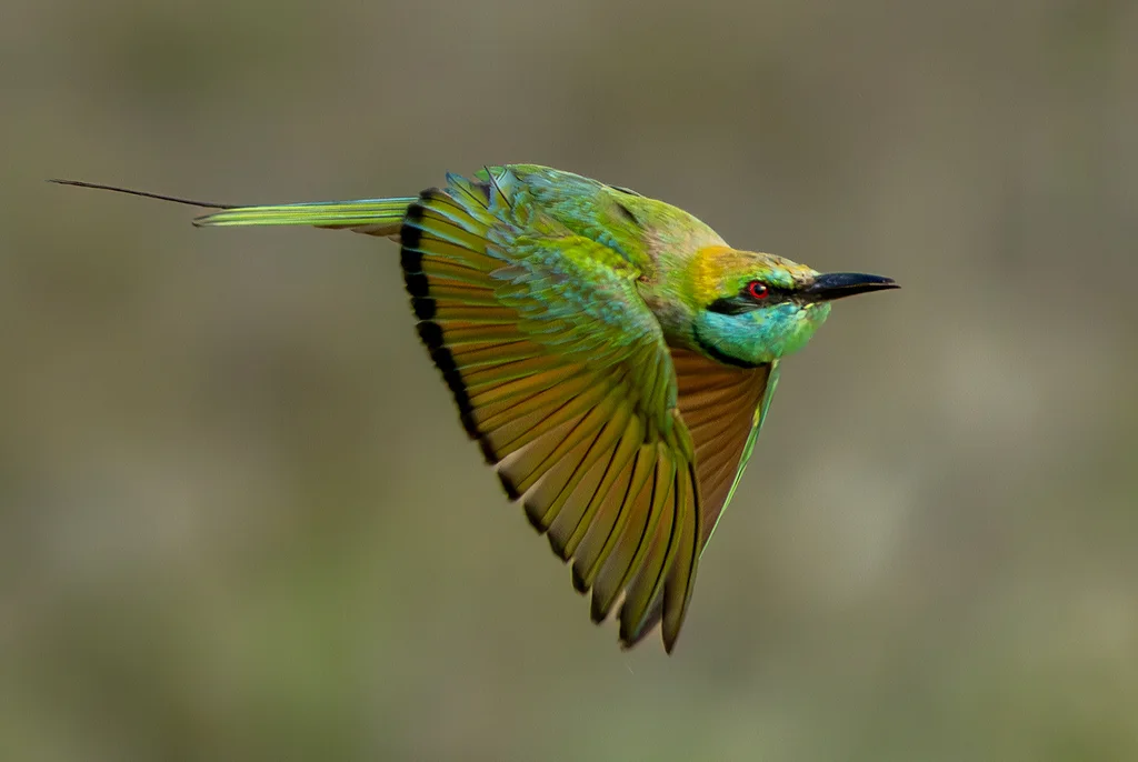 绿喉蜂虎（Merops orientalis）