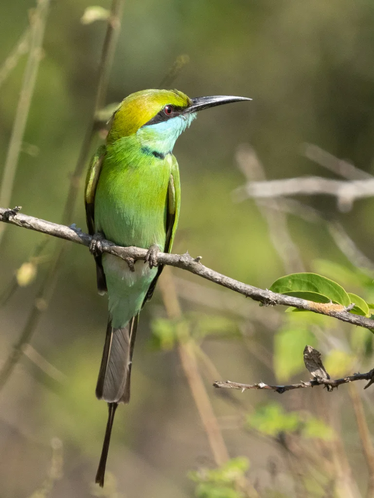 绿喉蜂虎（Merops orientalis）