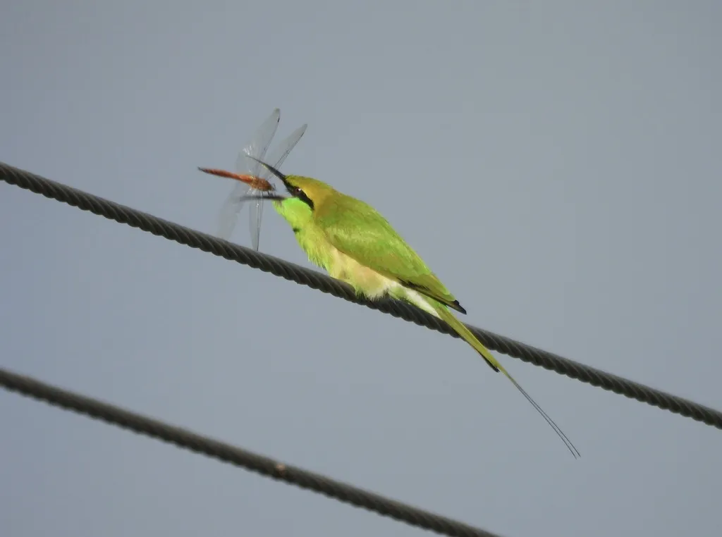 绿喉蜂虎（Merops orientalis）