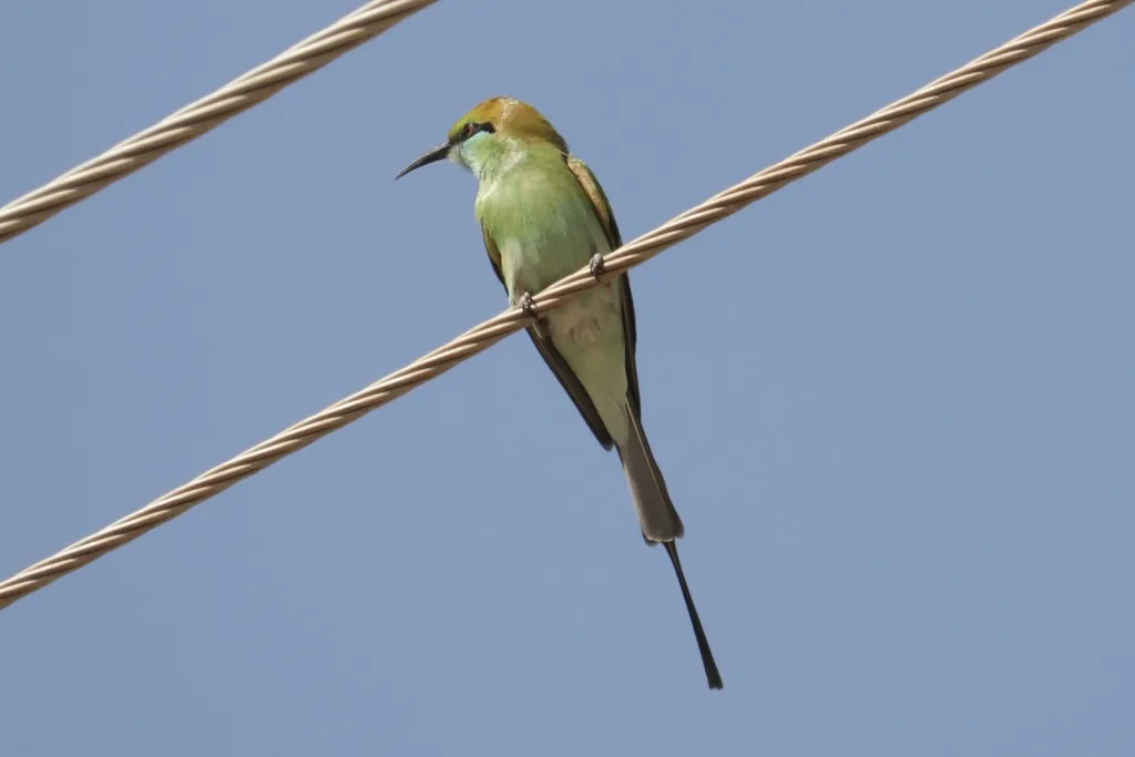 绿喉蜂虎（Merops orientalis）