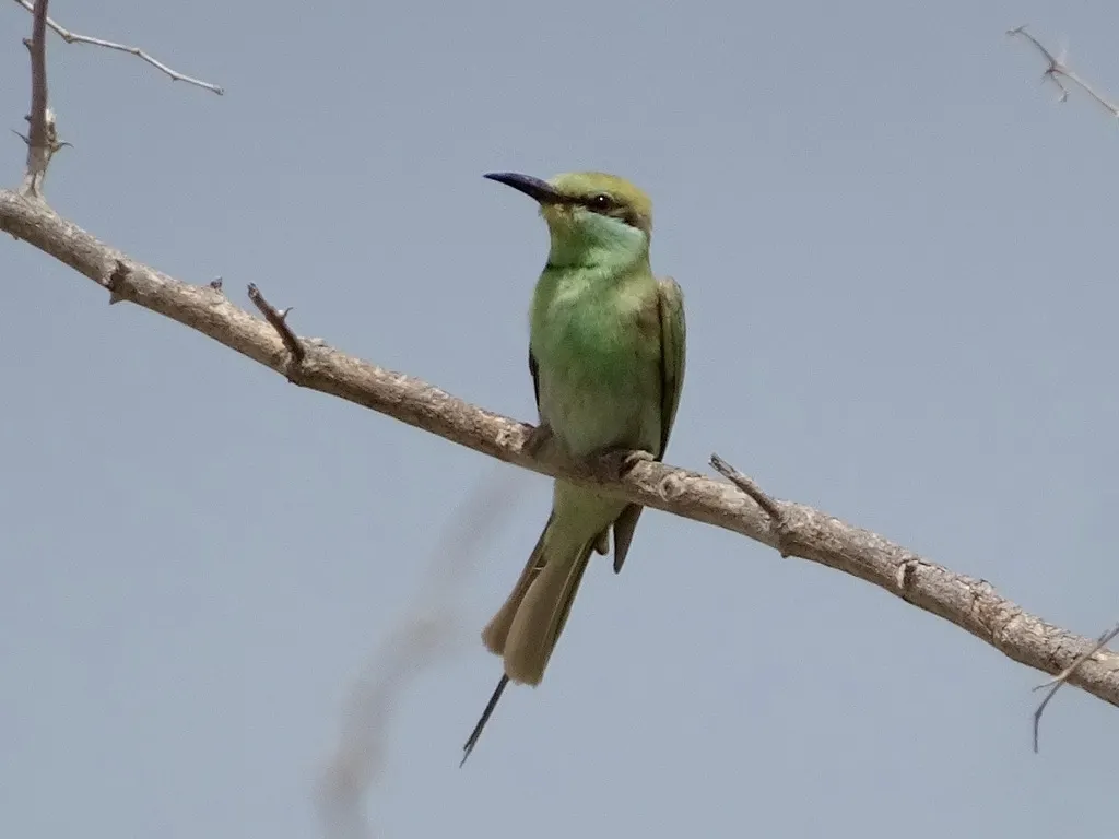 绿喉蜂虎（Merops orientalis）