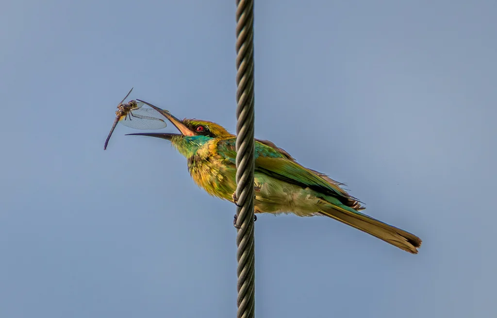 绿喉蜂虎（Merops orientalis）