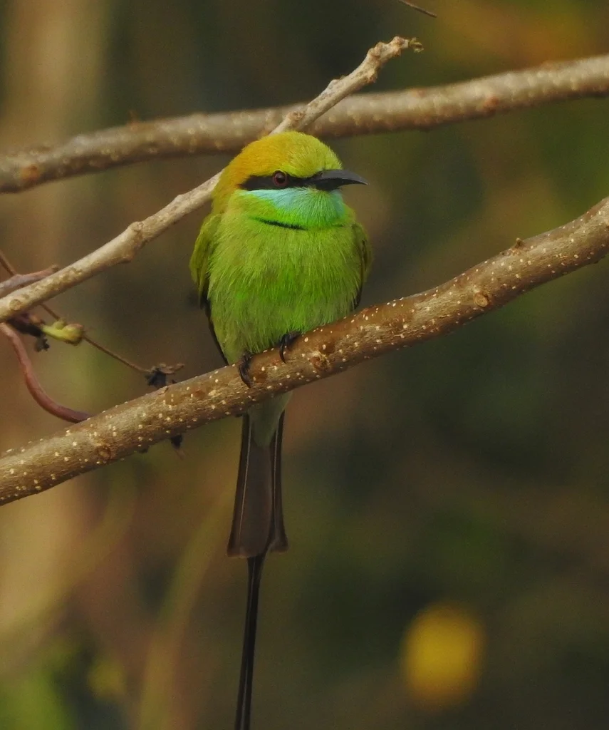 绿喉蜂虎（Merops orientalis）