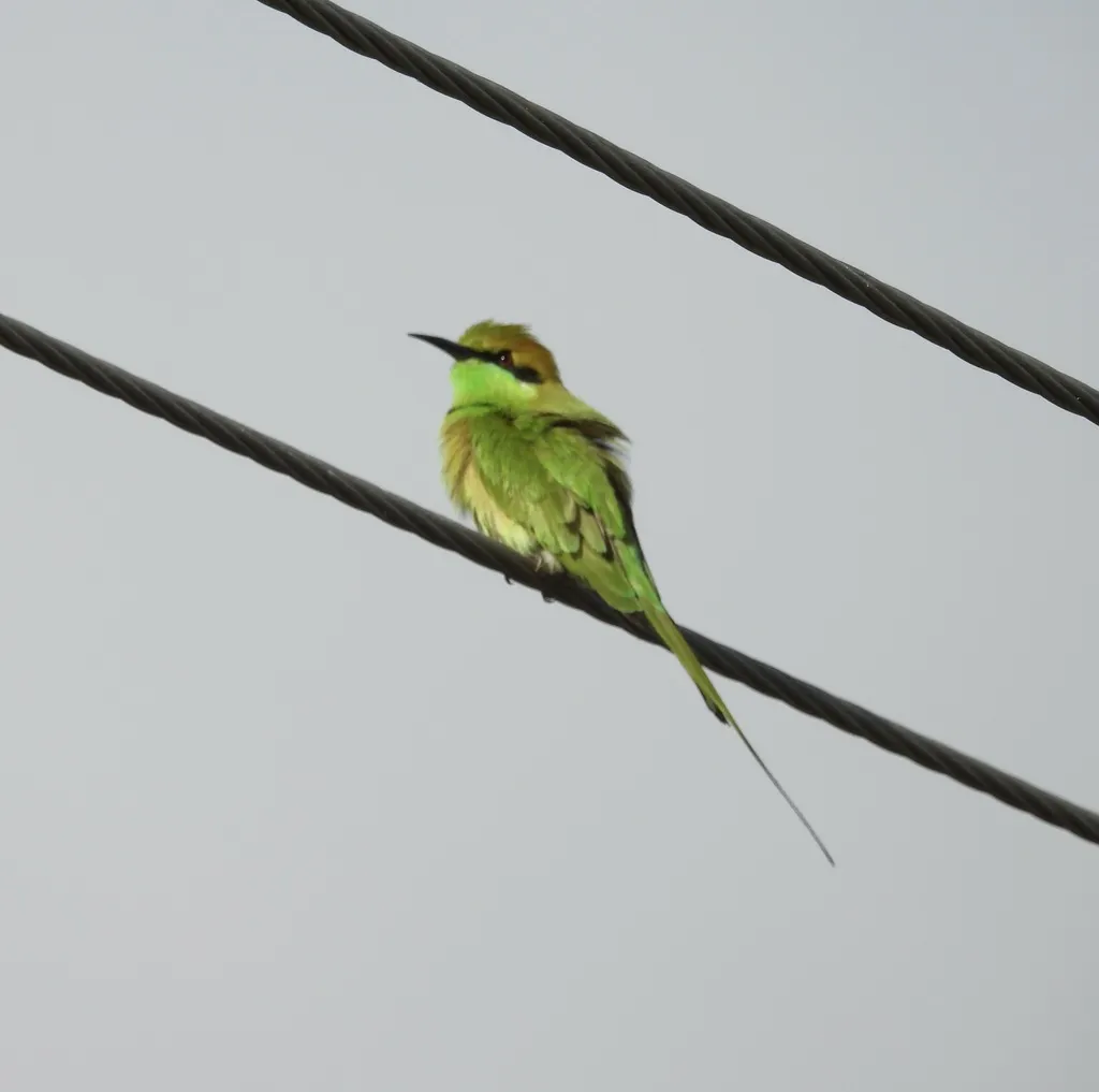 绿喉蜂虎（Merops orientalis）