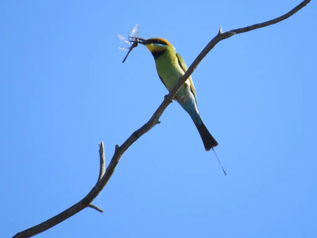 彩虹蜂虎(Merops ornatus)