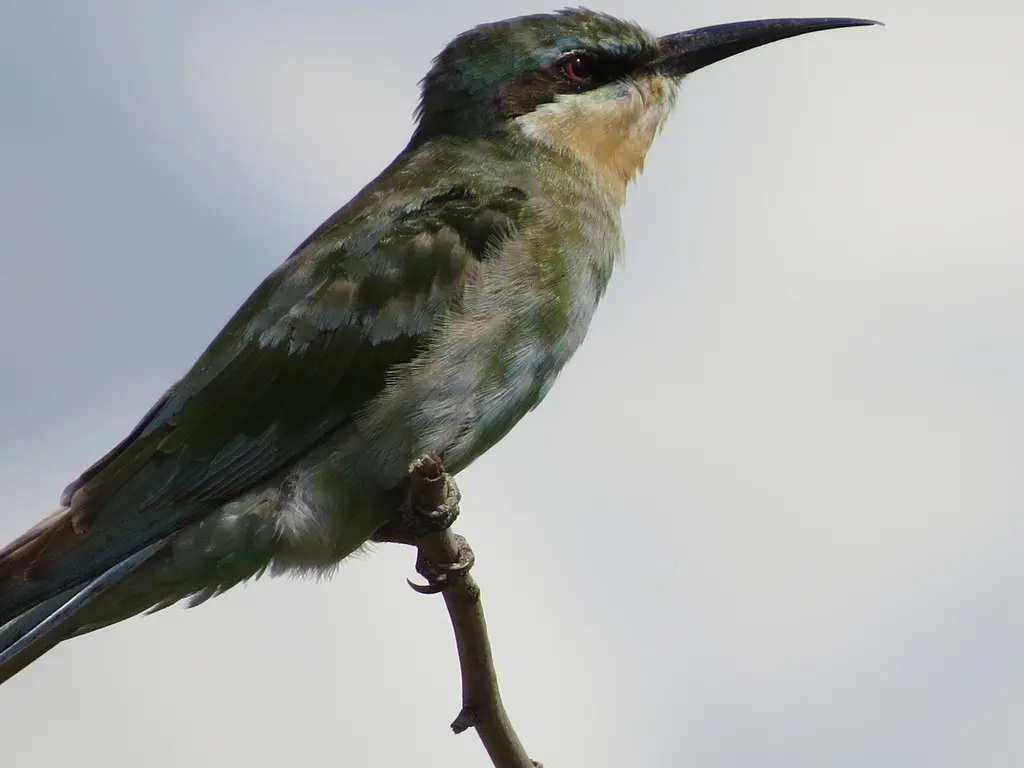 蓝颊蜂虎(Merops persicus)