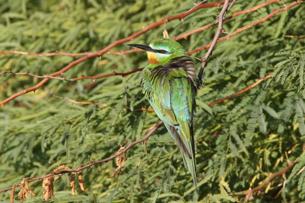 蓝颊蜂虎(Merops persicus)