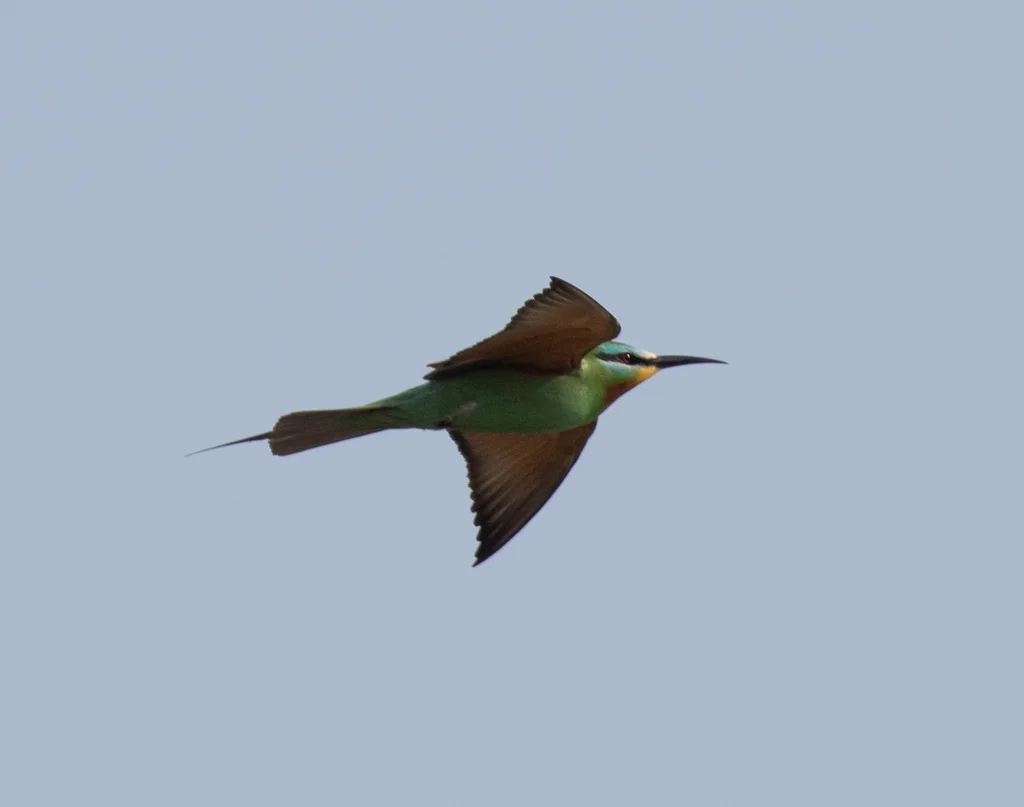 蓝颊蜂虎(Merops persicus)
