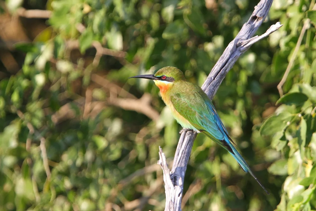 栗喉蜂虎（Merops philippinus）