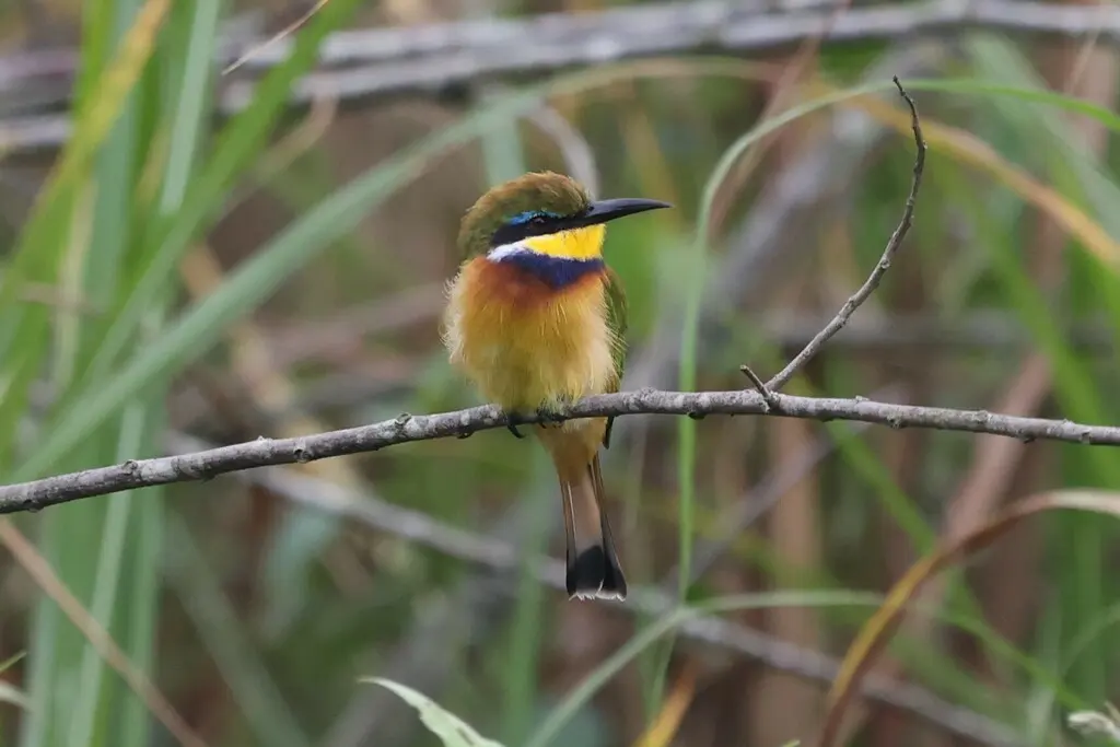 蓝胸蜂虎(Merops variegatus)