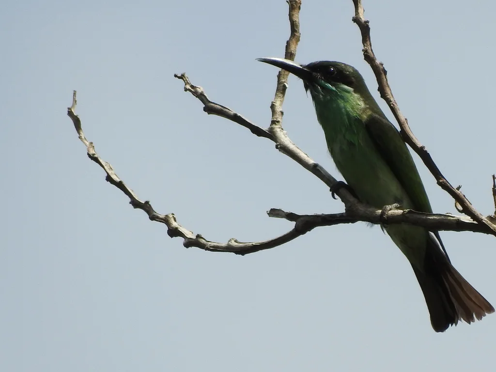 蓝喉蜂虎（Merops viridis）