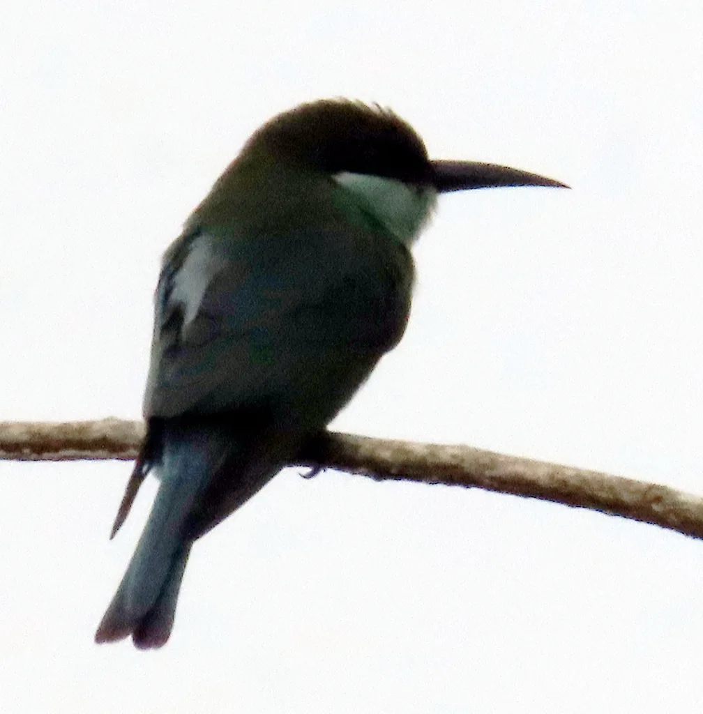 蓝喉蜂虎（Merops viridis）