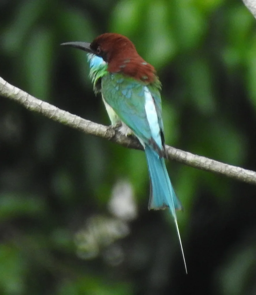 蓝喉蜂虎（Merops viridis）