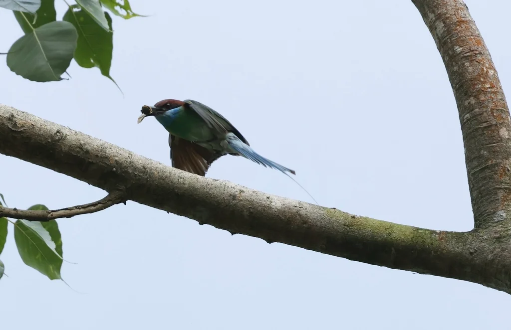 蓝喉蜂虎（Merops viridis）