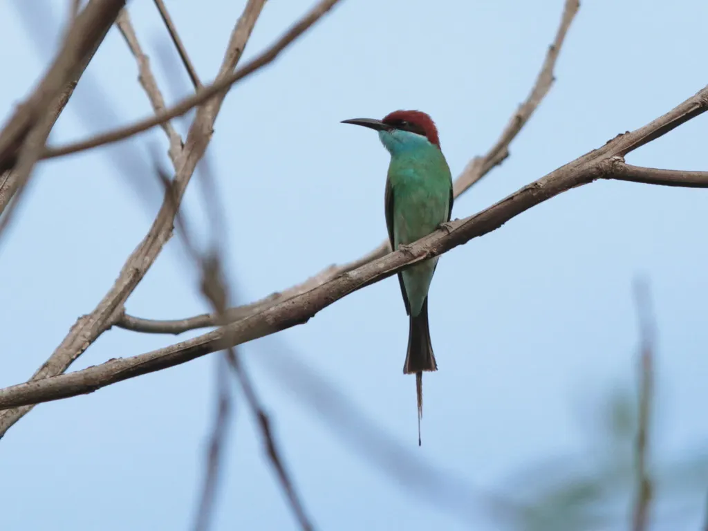蓝喉蜂虎（Merops viridis）