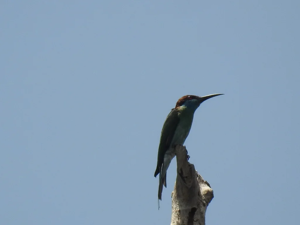 蓝喉蜂虎（Merops viridis）