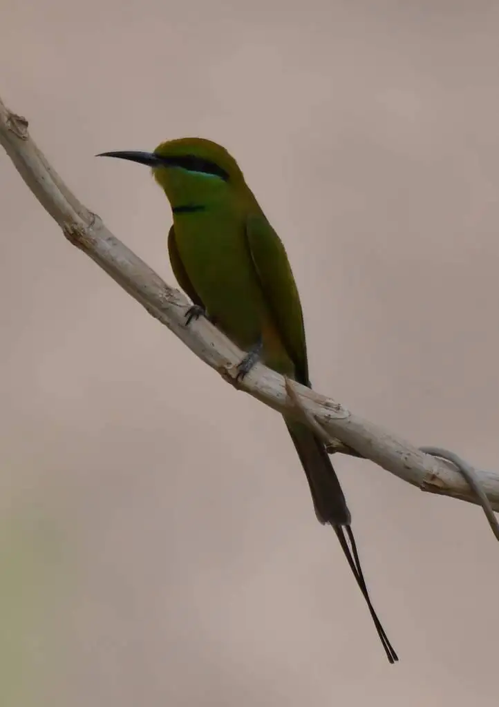 非洲绿喉蜂虎(Merops viridissimus)