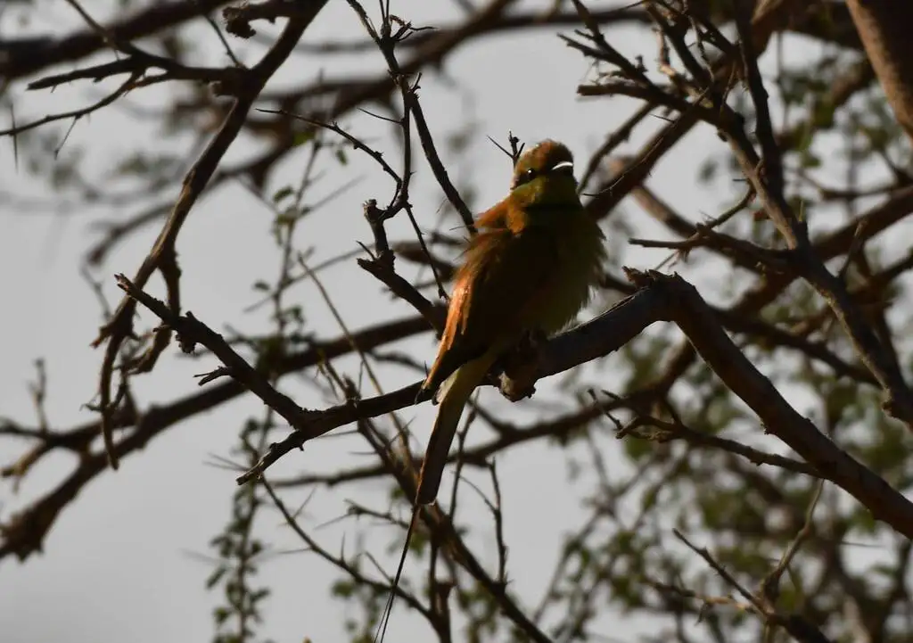 非洲绿喉蜂虎(Merops viridissimus)