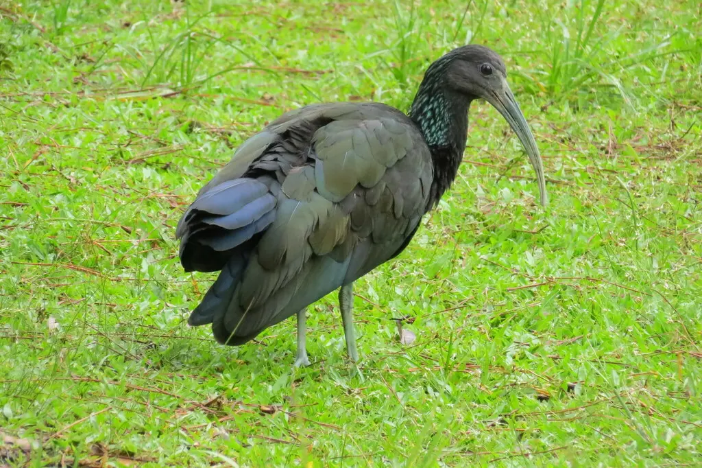 绿鹮(Mesembrinibis cayennensis)