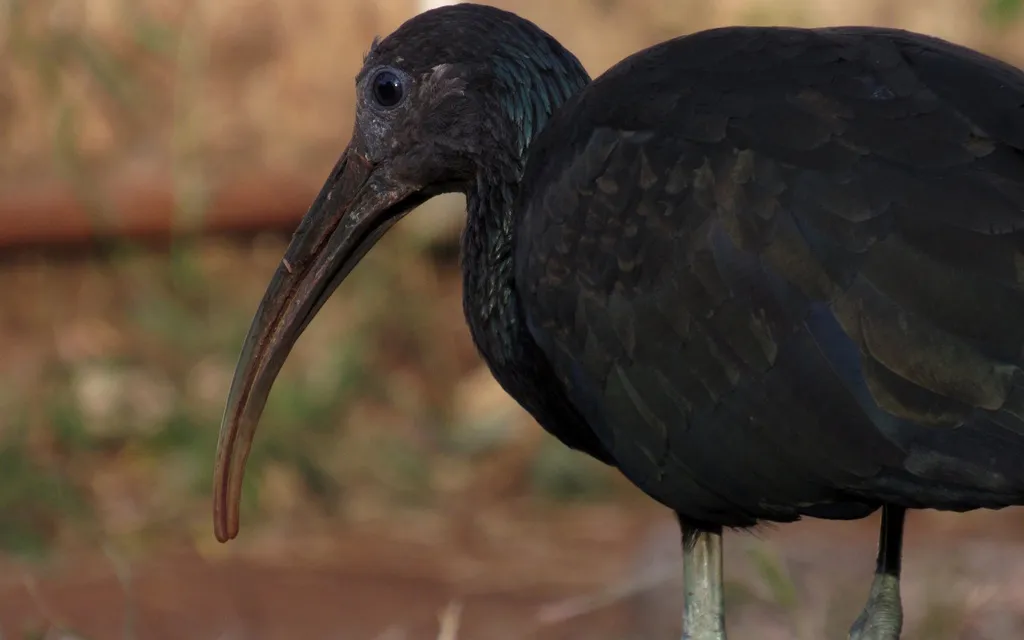 绿鹮(Mesembrinibis cayennensis)