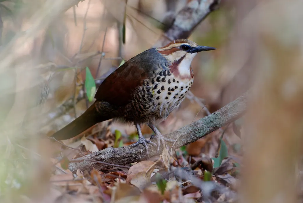 白胸拟鹑(Mesitornis variegatus)