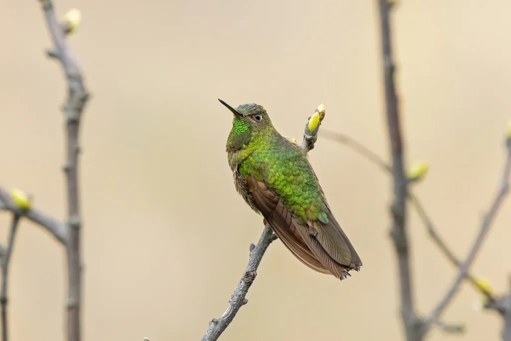 鳞辉尾蜂鸟(Metallura aeneocauda)