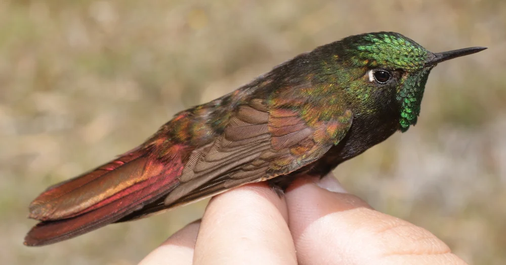 佩里辉尾蜂鸟（Metallura iracunda）